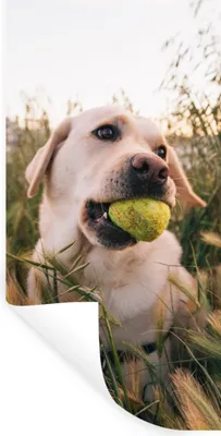 Produktbild von MuchoWow® Wandtattoo Wandsticker Wandaufkleber Labrador Retriever spielt mit einem Tennisball im Gras 20x40 cm Selbstklebend und Repositionierbar - Selbstklebend - Fototapeten