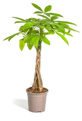 Produktbild von Pachira Aquatica - 70-90cm - Ø19cm - Zimmerpflanze - Immergrün