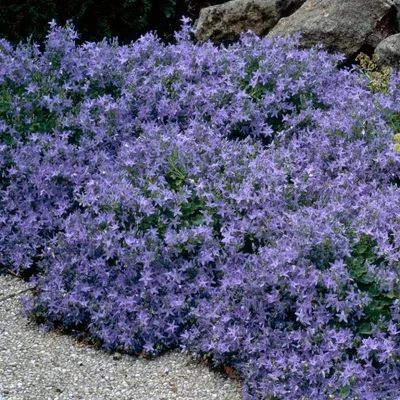 Produktbild von 6 Pflanzen Blaue Hängepolster-Glockenblume, Campanula poscharskyana, P9 Topf