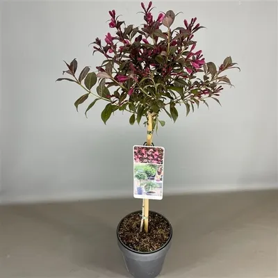 Produktbild von Weigela Bristol Ruby, rotblühende Weigelie, Topfpflanze, Höhe: 120-130 cm