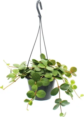 Zdjęcie produktu dla Roslina domowa do zawieszenia - Peperomia tetraphylla - wiszaca papryka karlowata - 14 cm wiszacy kosz