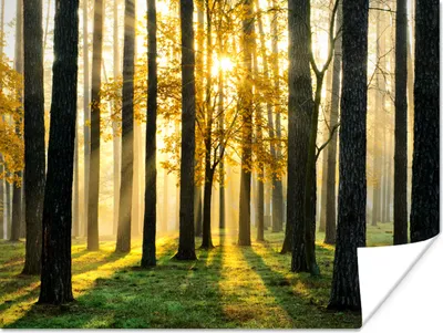 Produktbild von MuchoWow® Poster Wald - Sonne - Bäume - Gras - Landschaft - Natur 160x120 cm - Foto Plakat