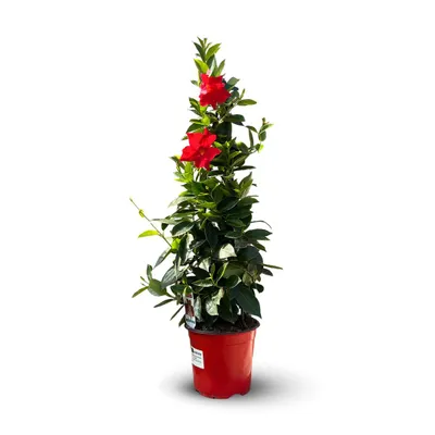 Image de Dipladenia pyramide - plante fleurie - ↕ 70-80 cm - ⌀ 17 cm - plante d'intérieur & extérieur - fleur rouge