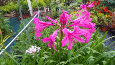 Image de Amarine bellavida 'Anastasia' / Nerine Anastasia