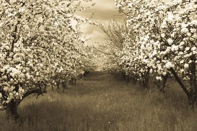 Produktbild von Papermoon VLIES Fototapete, Digitaldruck,  Sepia Frühlingsobstgarten (913)