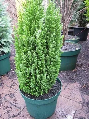 Produktbild von Chamaecyparis lawsoniana Ellwoods Pillar - Scheinzypresse - 40-50