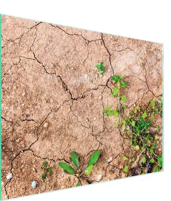Produktbild von Glasschneidebrett 52x40 Pflanzen