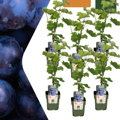 Produktbild von Weintraube – Vitis vinifera – Ø13 cm – ↨20 cm – 6 Pflanzen – Biologische Weinpflanzen für Garten, Balkon & Terrasse – Selbstgezogen, Frostbeständig