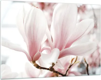 Produktbild von Bilder auf glas - Einteilig - Zweig Magnolie Blume - 120x80cm - Glasbilder - Wandbilder - Bilder - zum Aufhängen bereit - Wanddekoration aus Glas - Glas Bilder - Wandbild auf Glas - GAA120x80-4538