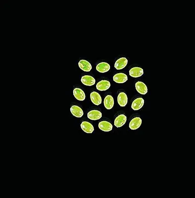 Produktbild von Dega Vorfachperlen spezi Reflex