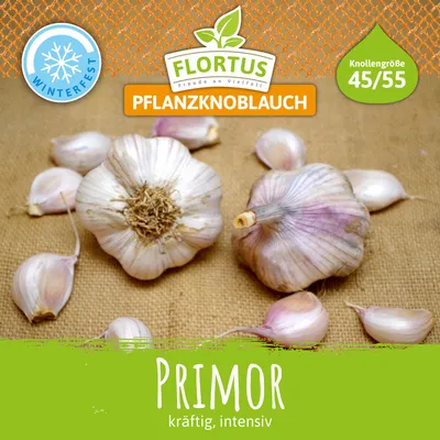 Produktbild von Winterpflanzknoblauch Primor | Pflanzknoblauch von FLORTUS, Menge:250 g
