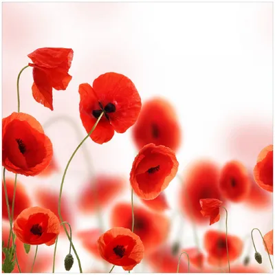 Produktbild von Wallario Premium Glasbild, freischwebende Optik, kräftige Farben, Größe 30 x 30 cm Motiv Leuchtende Mohnblumen - Rote Mohnblumenblüten
