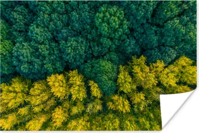 Produktbild von MuchoWow® Poster Wald - Bäume - Gelb - Grün 180x120 cm - Fotoplakat