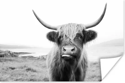Produktbild von MuchoWow® Poster Tiere - Schottischer Highlander - Kuh - Schwarz - Weiß 90x60 cm - Schlafzimmer