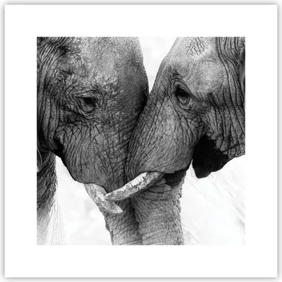 Produktbild von Poster - Poster ohne Rahmen - Elefanten Safari Bond - 30x30 cm - Wand Bild - Wanddeko - Wandbilder - Kunstposter - Wandposter - Bilder - Kunstdruck - Wanddekoration - Wandbild - P2XAC30x30-4973