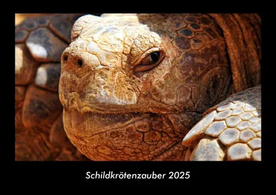 Produktbild von Schildkrötenzauber 2025 Fotokalender DIN A3