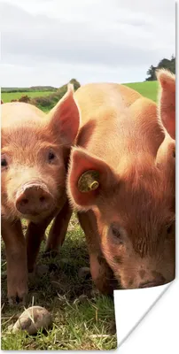 Produktbild von MuchoWow® Poster Schweine - Groß - Tiere 60x120 cm - Wandschmuck