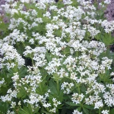 Obrázok produktu pre 6 x Drieň - Galium odoratum | kvetináč 9cm x 9cm