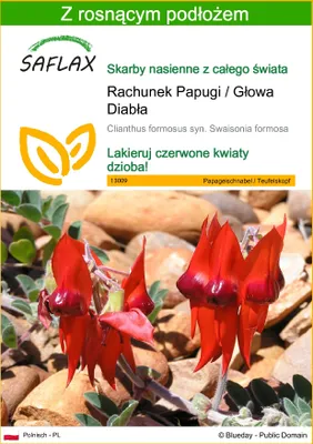 Zdjęcie produktu dla SAFLAX - Rachunek Papugi / Głowa Diabła - 20 Nasiona - Z podłożem uprawowym wolnym od zarazków - Clianthus formosus syn. Swaisonia formosa