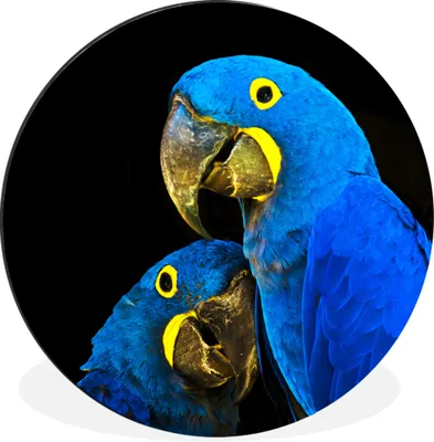 Produktbild von MuchoWow® Aluminium Wandkreis Papagei - Vogel - Federn - Blau Ø 30 cm Wanddeko Modern Wohnzimmer - Wand Bild - Wohnzimmer - Runde Bilder - Alubilder - Kunst für zu Hause - Aluminium - Wanddekoration