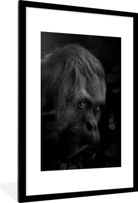 Produktbild von MuchoWow® Gerahmtes Poster Nahaufnahme eines Affen im Dschungel - schwarz und weiß 60x90 cm - Poster mit Schwarzem Bilderrahmen Wandposter Rahmen Foto Bilder - Dekoration - Wandposter Wohnzimmer - Hochwertig