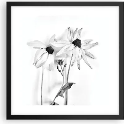 Produktbild von Gerahmtes Poster - Schwarzer Rahmen - Verwelkt Blumen Monochrom - 40x40 cm - Wand Bild - Wanddeko - Wandbilder - Kunstposter - Wandposter - Bilderrahmen - Bilder - Kunstdruck - P2BAC40x40-4737