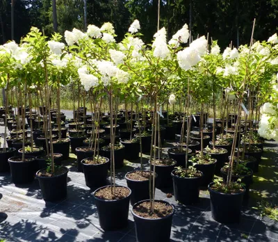 Produktbild von Hortensie Rispenhortensie Stamm 150 - 180 cm Candlelight weiß Hydrangea Paniculata winterhart