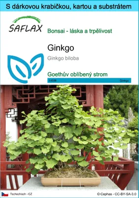 Obrázek produktu pro SAFLAX Dárková sada - ginkgo - Ginkgo biloba - 4 Semena - S dárkovou krabičkou, přepravním štítkem, dárkovou kartou a pěstebním médiem