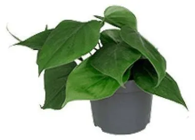 Image de Philodendron scandens, plante en pot de diamètre 12 cm