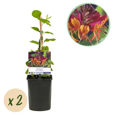Produktbild von GreenboutiQ – Kletterpflanze Lonicera heckrottii 'Goldflame' (Duftendes Geißblatt) – Blüten Rosa-Gelb – Pflegeleicht – 2 Pflanzen im Topf Ø11 cm – Höhe ca. 40 cm
