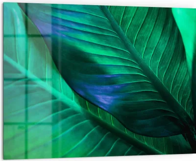 Produktbild von DEQORI Küchenrückwand Glas 80x60 cm 'Tropenblattstruktur' Spritzschutz Bad Rückwand