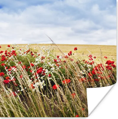Produktbild von MuchoWow® Poster Wolken - Blumen - Rot 75x75 cm - Wand Dekoration