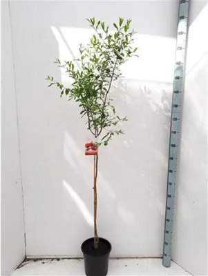 A potted pomegranate tree with a measuring stick next to it.