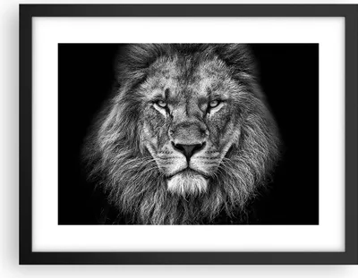Produktbild von Gerahmtes Poster - Schwarzer Rahmen - Porträt Löwe Schwarzweiß - 40x30 cm - Wand Bild - Wanddeko - Wandbilder - Kunstposter - Wandposter - Bilderrahmen - Bilder - Kunstdruck - P2BAA40x30-4494