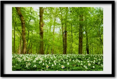 Produktbild von Bild 60x40 MDF-Rahmen, Wandkunst Blumen im Wald