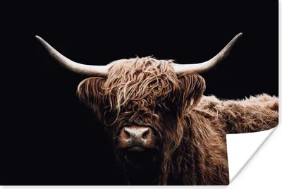 Produktbild von MuchoWow® Poster Schottischer Highlander - Schwarz - Horn 180x120 cm - Fotoplakat