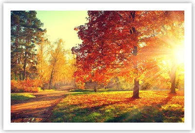 Produktbild von Poster - Poster ohne Rahmen - Park Herbst Baum - 91,5x61 cm - Wand Bild - Wanddeko - Wandbilder - Kunstposter - Wandposter - Bilder - Kunstdruck - Wanddekoration - Wandbild - P2XAA91x61-3654
