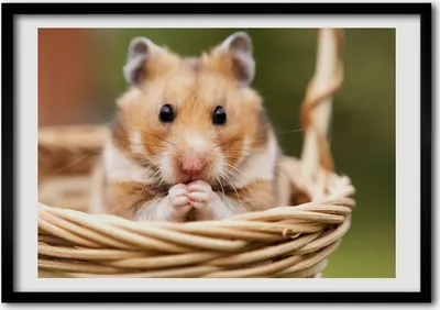 Produktbild von Bild - Bilder - Bilderrahmen - 70 cm x 50 cm - MDF-Rahmen, Wandkunst Hamster im Korb