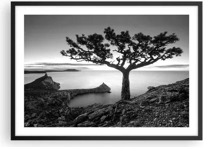 Produktbild von Gerahmtes Poster - Schwarzer Rahmen - Baum Schwarzweiß Ansicht - 70x50 cm - Wand Bild - Wanddeko - Wandbilder - Wandposter - Bilderrahmen - Bilder - Kunstdruck - Wandbild - P2BAA70x50-4297