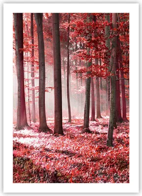 Produktbild von Poster - Poster ohne Rahmen - Wald Rot Bäume - 50x70 cm - Wand Bild - Wanddeko - Wandbilder - Kunstposter - Wandposter - Bilder - Kunstdruck - Wanddekoration - Wandbild - P2XPA50x70-4944