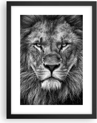 Produktbild von Gerahmtes Poster - Schwarzer Rahmen - Porträt Löwe Schwarzweiß - 30x40 cm - Wand Bild - Wanddeko - Wandbilder - Kunstposter - Wandposter - Bilderrahmen - Bilder - Kunstdruck - P2BPA30x40-4494
