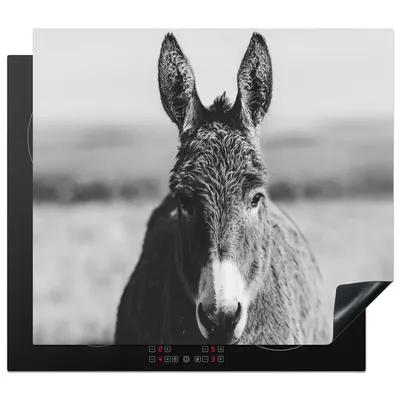 Produktbild von KitchenYeah© Herdabdeckplatte Esel - Schwarz - Tiere - Weiß , 59x52cm, Küche Deko, Glaskeramikkochfeld Herdabdeckung, Abdeckplatte fùr Kochfeld
