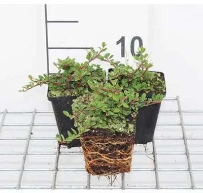 Zdjęcie produktu dla 12 x Cotoneaster proc. 'Queen of Carpets' - Nieszpułka płożąca 'Queen Of Carpets' - Doniczka 9 cm x 9 cm