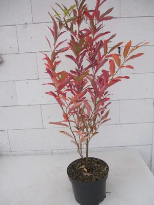 Produktbild von Fieberstrauch - Lindera angustifolia - 60-80cm