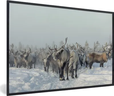 Produktbild von MuchoWow® MuchoWow® Gerahmtes Poster Rentier - Schnee - Tiere 30x20 cm - Poster mit zchwarzem Bilderrahmen - Kunstdruck - Bild-Poster