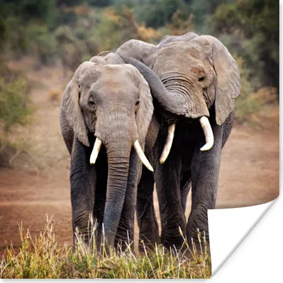 Produktbild von MuchoWow® Poster Elefantenfreunde 75x75 cm - Wand Dekoration
