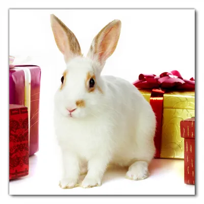 Produktbild von Wallario selbstklebende Möbelfolie/ Tischdecke für Innen und Außen, Größe: 100 x 100 cm - Süßes Kaninchen mit bunten Geschenken