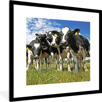 Produktbild von MuchoWow® Gerahmtes Poster Kühe - Gras - Wiese - Tiere 40x40 cm - Poster mit Schwarzem Bilderrahmen Wandposter Rahmen Foto Bilder - Poster - Plakat im Rahmen