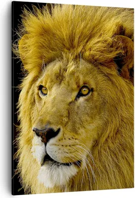 Produktbild von Bild auf Leinwand - Leinwandbild - Einteilig - Löwe Tiere Tierwelt - 50x70cm - Wand Bild - Wanddeko - Wandbilder - Leinwanddruck - Wanddekoration - Leinwand bilder - Wandbild - PA50x70-1237