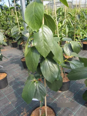 Produktbild von Diospyros Kaki Sheng - Kakibaum